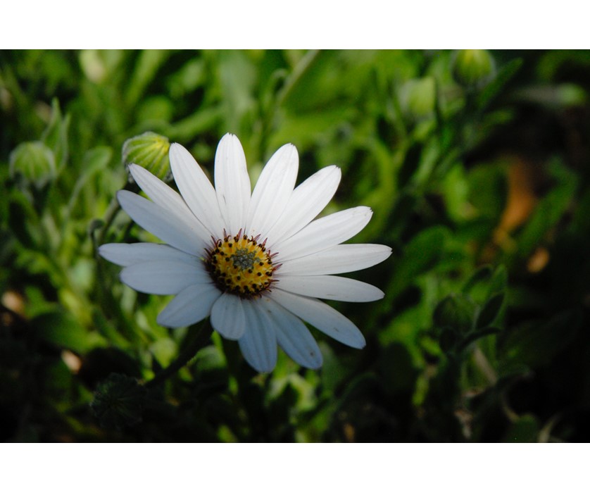 Avalanche White Sun Daisy